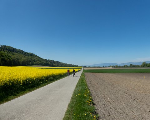 Mittellandroute ©SchweizMobil Velofahrer, die neben einem Rapsfeld fahren.