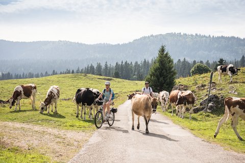 Route Verte ©Jura & Trois-Lacs Velofahrer fahren durch die Kuhweide.
