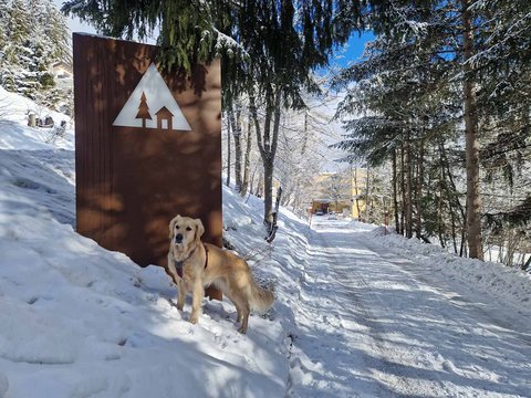 Unterwegs mit Hund in Crans-Montana
