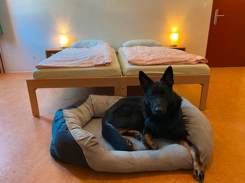 Hund-Jugendherberge_Pontresina.jpg
