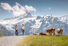 Zwei Frauen wandern beim Faulhorn in Grindelwald an einer Wiese mit Kühen vorbei.