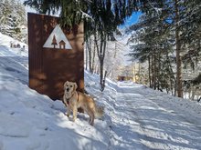 Unterwegs mit Hund in Crans-Montana
