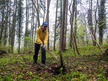 Eine junge Frau arbeitet im Rahmen des Berwaldprojekts im Wald. Das Wetter ist nass und sie trägt Regenhosen und eine gelbe Regenjacke